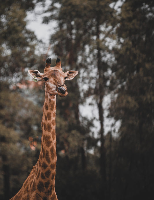 Giraffe - Paint By Number