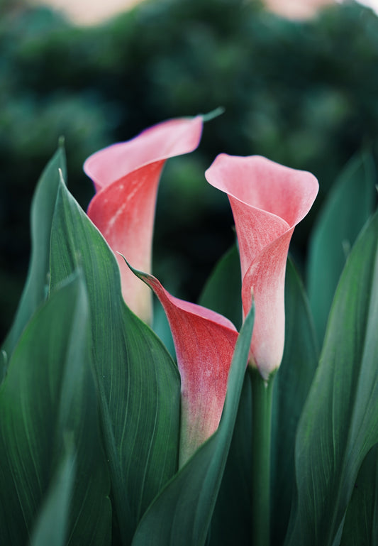 Lily - Paint By Number