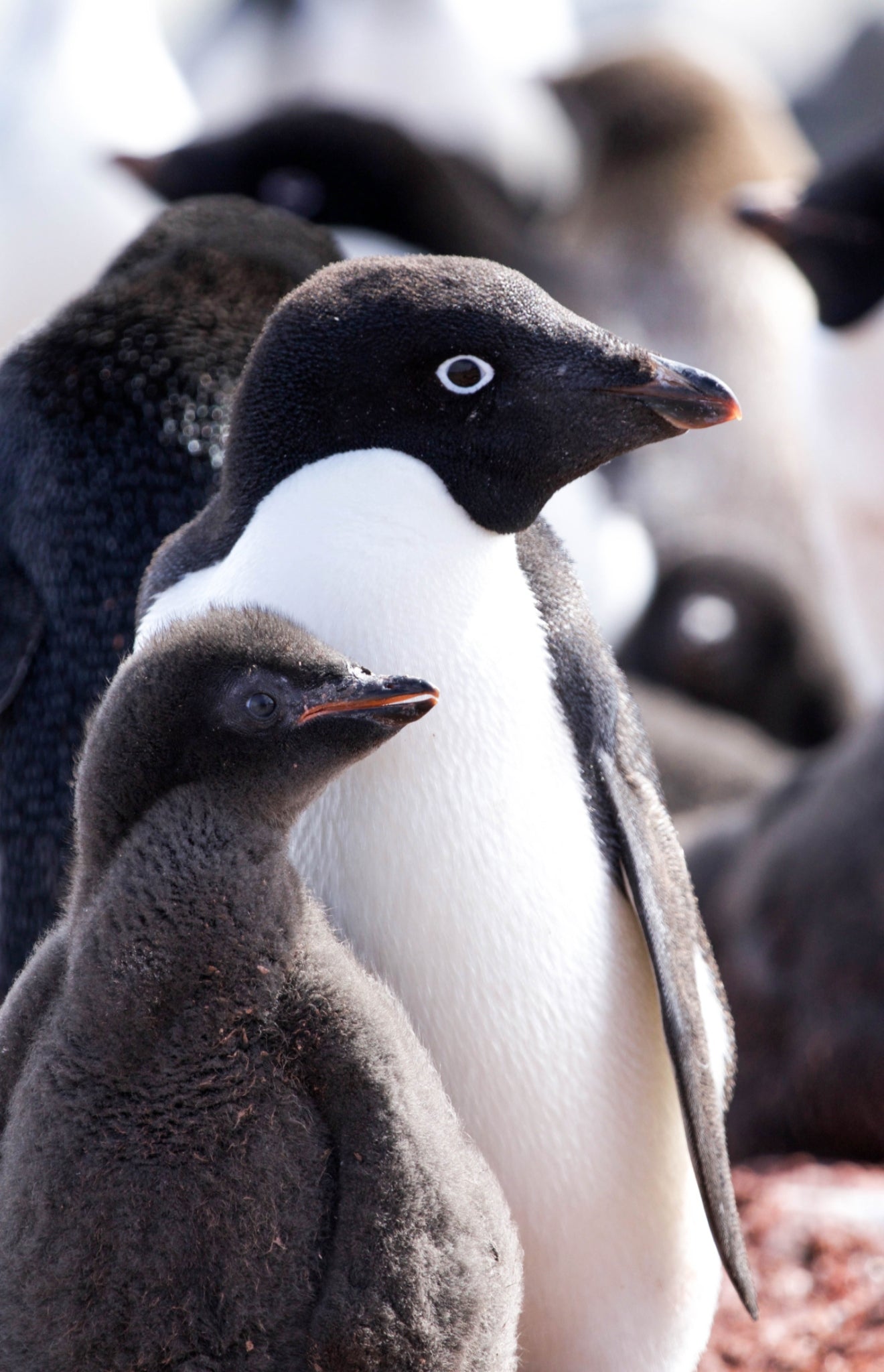 Penguins - Paint By Number