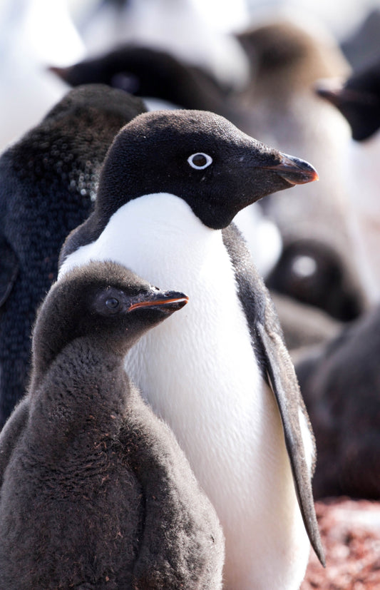 Penguins - Paint By Number