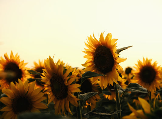 Sunflower - Paint By Number
