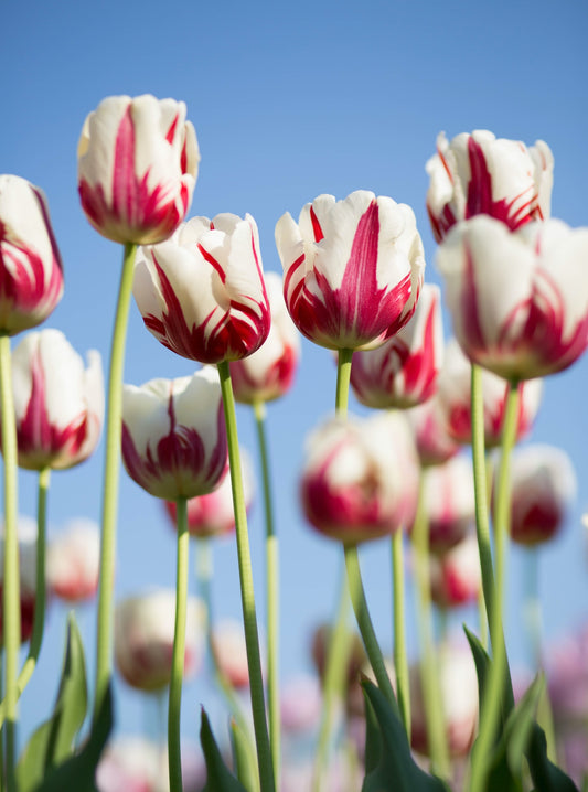 Tulips - Paint By Number